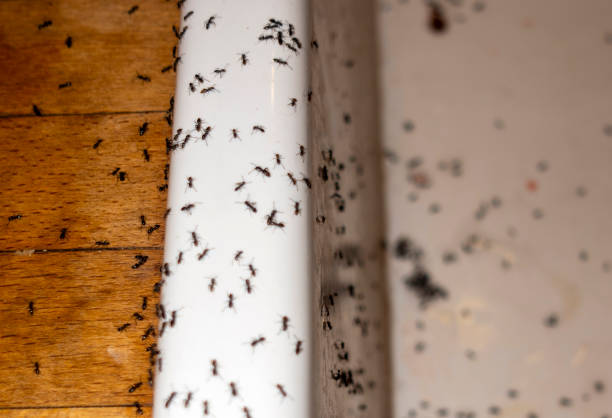 Pest Control Cost in Cambrian Park, CA